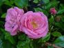 Eleanor rose photo