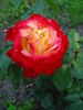 Hiroshima Spirit rose photo