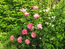 Doamna in mov rose photo