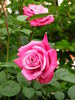 Doamna in mov rose photo