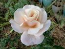Audrey Hepburn rose photo