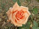 Special Occasion rose photo