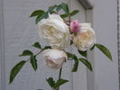 Ave Maria rose photo