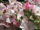 Cherub rose photo