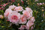 Rosario ® rose photo