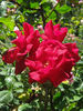 Billy Boiler rose photo