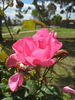 Cicely O'Rorke rose photo