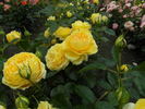 Bahama rose photo