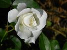 Kristall rose photo