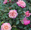 Caramel Kisses ™ rose photo