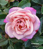 Caramel Kisses ™ rose photo