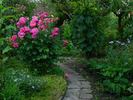 Saint-Exupéry ® rose photo