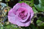 Julia's Secret rose photo
