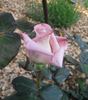 Silverado rose photo