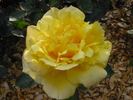 Anni Däneke rose photo