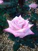 Silverado rose photo