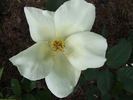 Irish Harmony rose photo