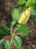 Irish Harmony rose photo