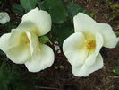 Irish Harmony rose photo