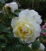Gruss an Oldenburg rose photo
