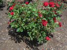 Midnight Sun rose photo