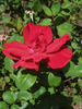Midnight Sun rose photo