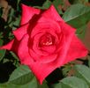 Nottingham Lady rose photo