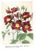 Crimson Conquest rose photo