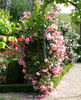 Dream Weaver ™ rose photo