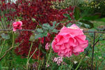 Dream Weaver ™ rose photo