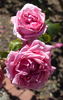 Miss All Australian Beauty rose photo