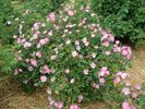Pax Apollo rose photo