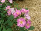 Pax Apollo rose photo