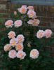 Desiree rose photo