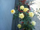 Atkins Beauty rose photo