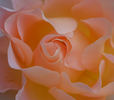 Desiree rose photo