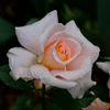 Desiree rose photo