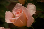 Desiree rose photo