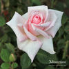 Memoriam rose photo