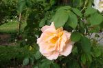 Golden Orange Climber rose photo