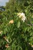 Golden Orange Climber rose photo
