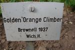 Golden Orange Climber rose photo