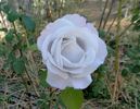 Cologne rose photo