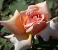 Cocarde Jaune rose photo