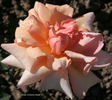 Cocarde Jaune rose photo