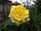 DELzinsch rose photo