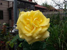 DELzinsch rose photo