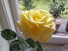 DELzinsch rose photo