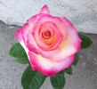 Dawning Moment rose photo