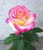 Dawning Moment rose photo